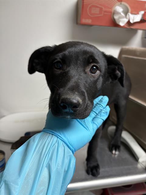 Enlarge Donna -- LONGTIME RESIDENT, a ADOPTABLE mixed breed in Thousand Oaks, CA image 1/1