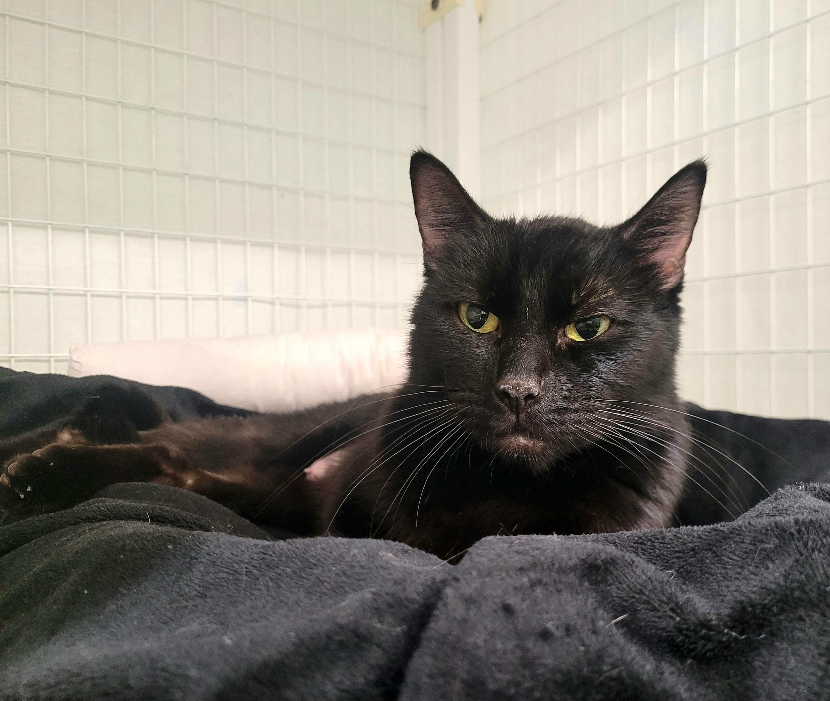 Enlarge Dinah, a ADOPTABLE Domestic Short Hair in Kirkland, WA image 1/1