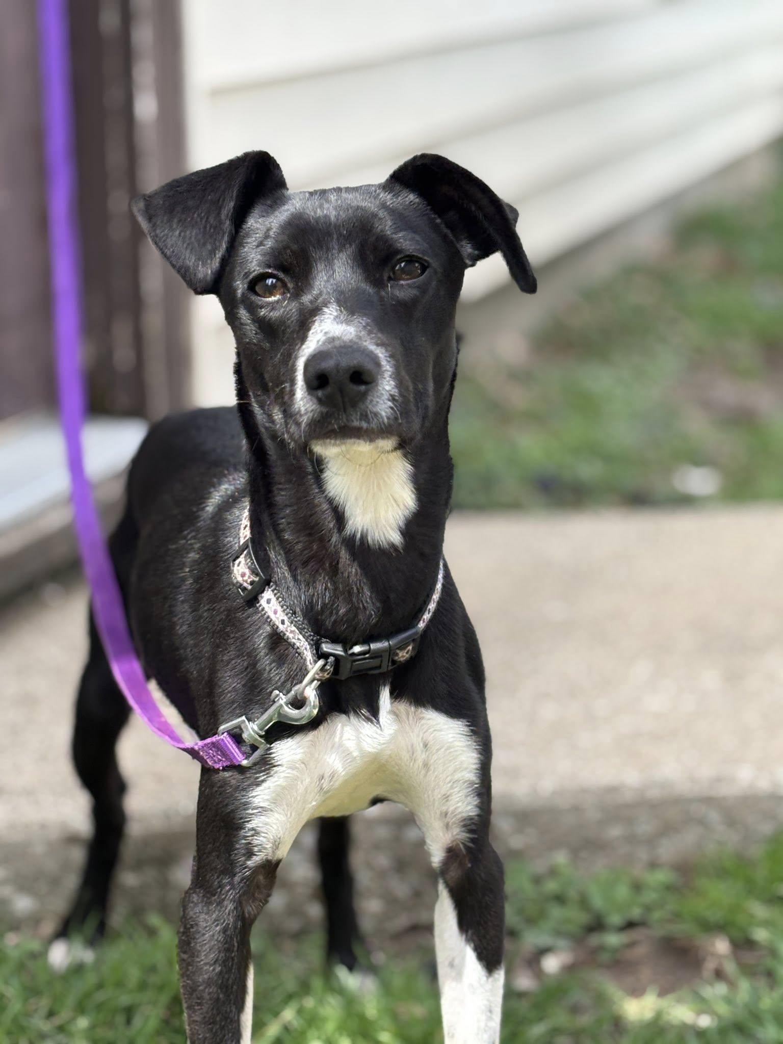 Spur, ADOPTABLE, Puppy Male Whippet & Terrier.