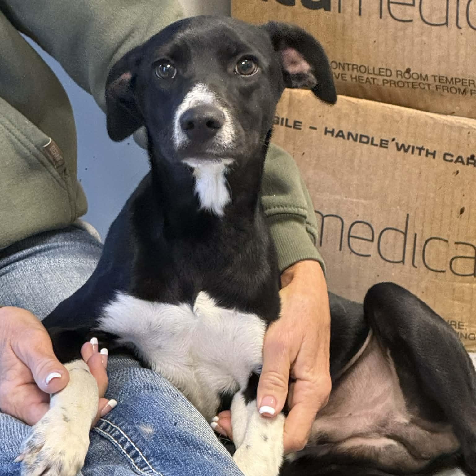 Enlarge Spur, a ADOPTABLE mixed breed in Martinsville, IN image 3/4