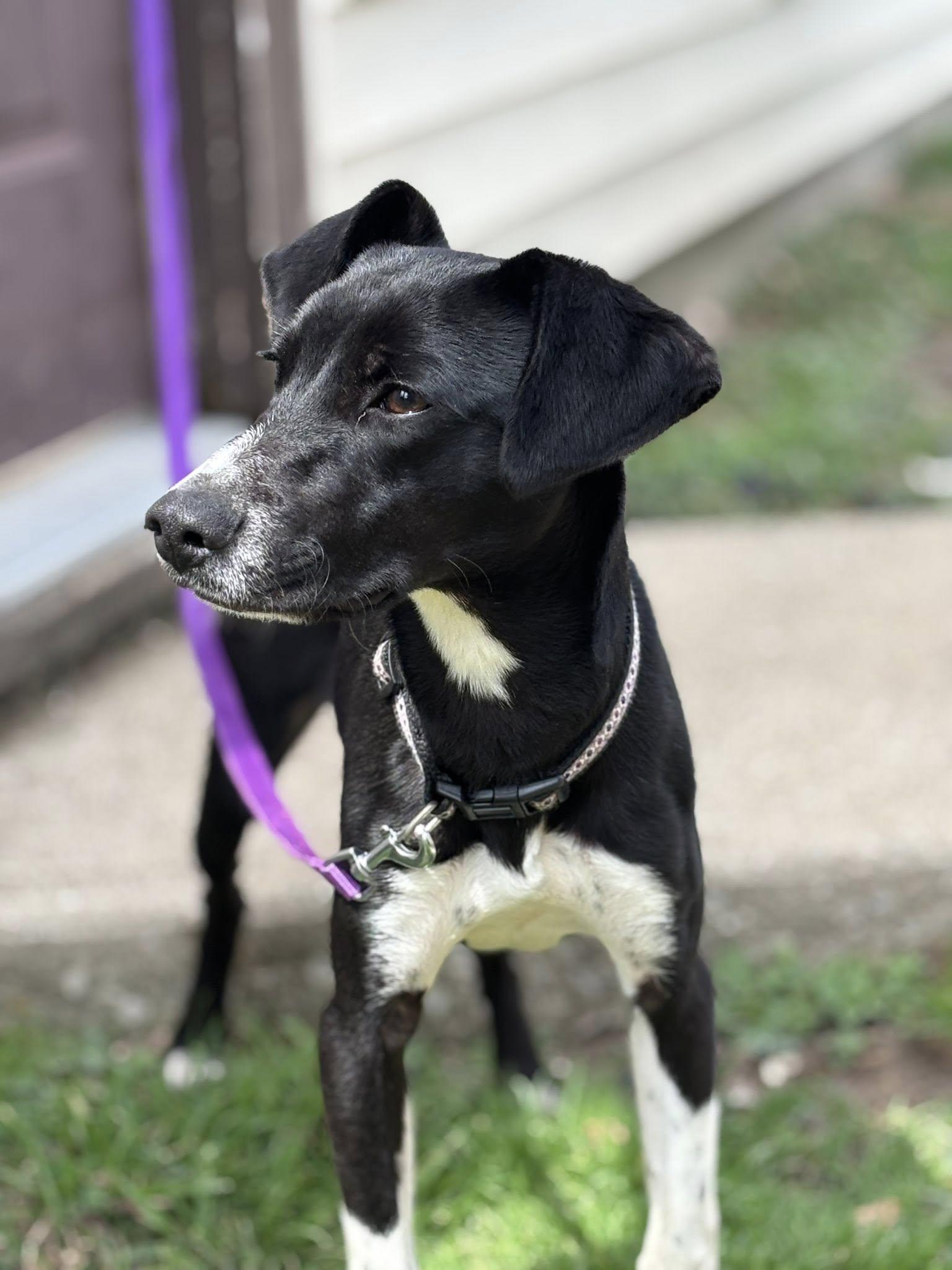 Enlarge Spur, a ADOPTABLE mixed breed in Martinsville, IN image 3/6