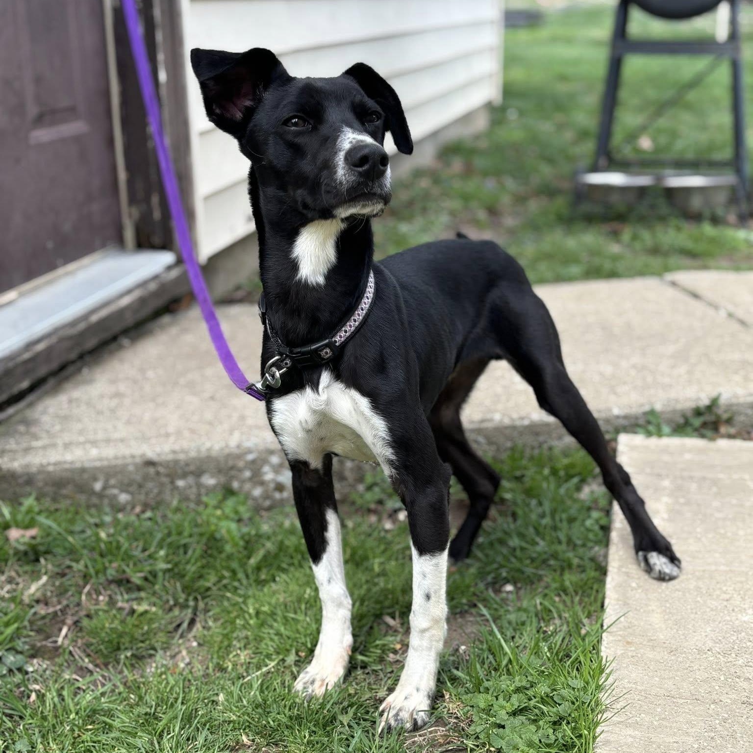 Enlarge Spur, a ADOPTABLE mixed breed in Martinsville, IN image 2/6