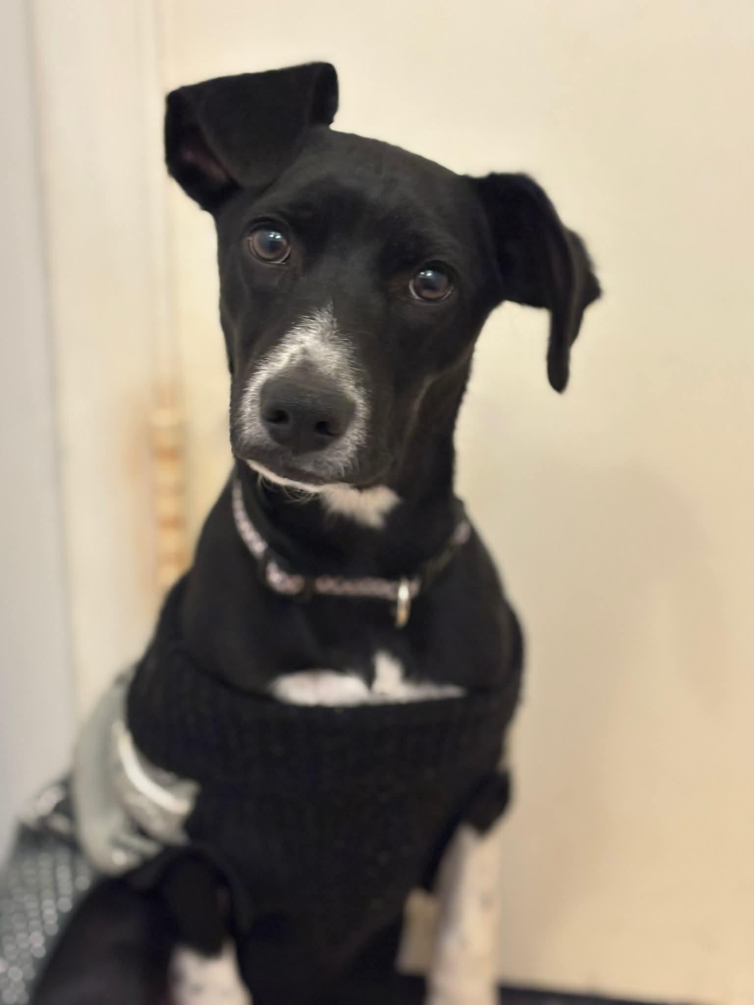 Enlarge Spur, a ADOPTABLE mixed breed in Martinsville, IN image 4/4