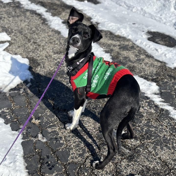 Spur, ADOPTABLE, Puppy Male Terrier.