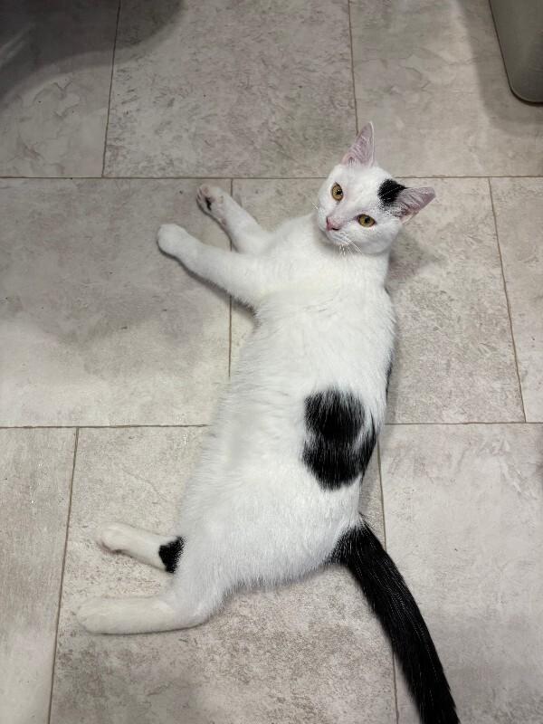 Oscar — thumbnail 2