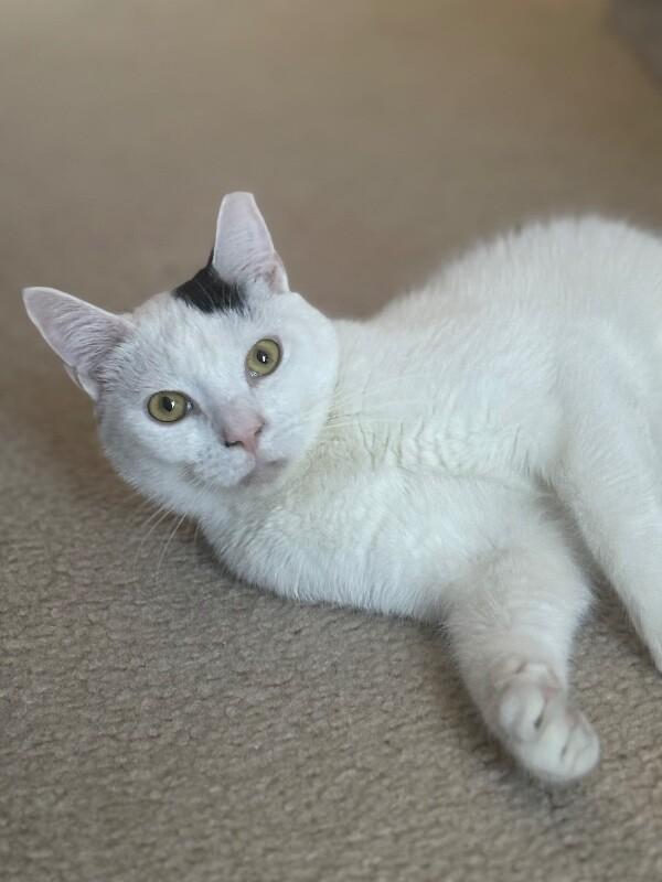 Oscar — thumbnail 3