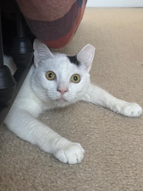 Oscar — thumbnail 4