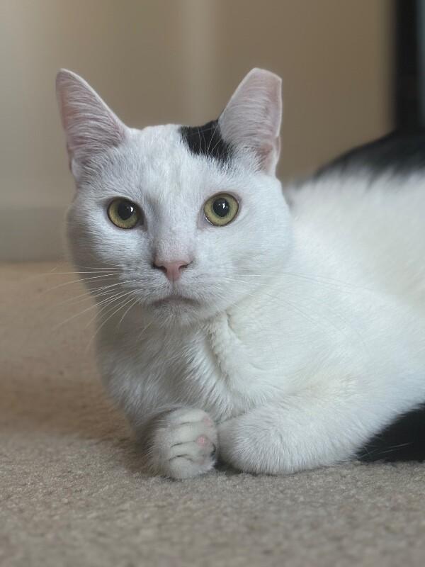 Oscar — thumbnail 5