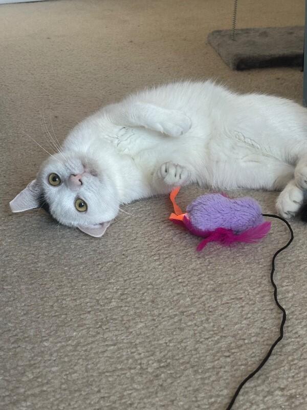 Oscar — thumbnail 6