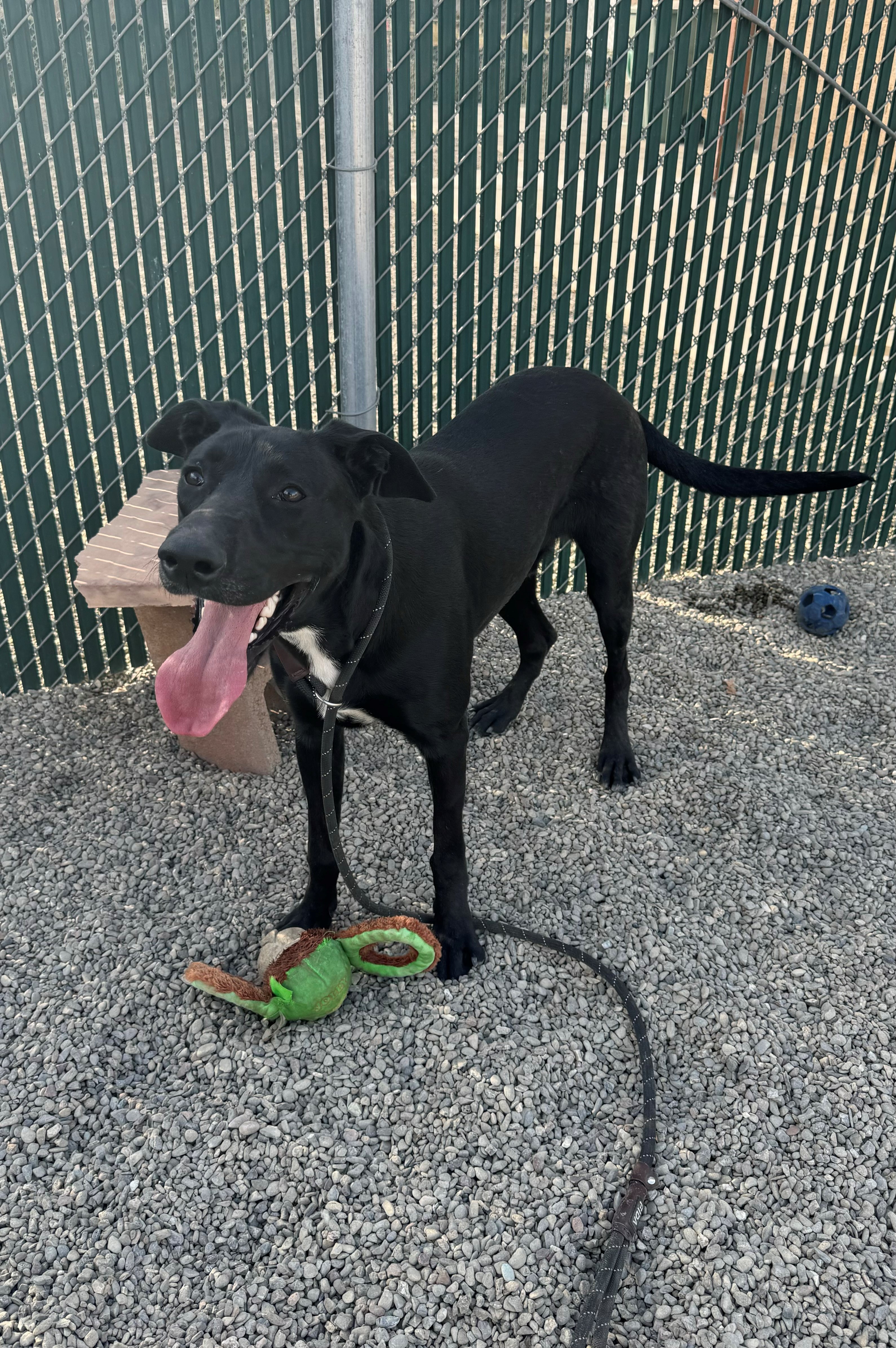 Dog for adoption Dennis, a Black Labrador Retriever Mix in Ripon, CA