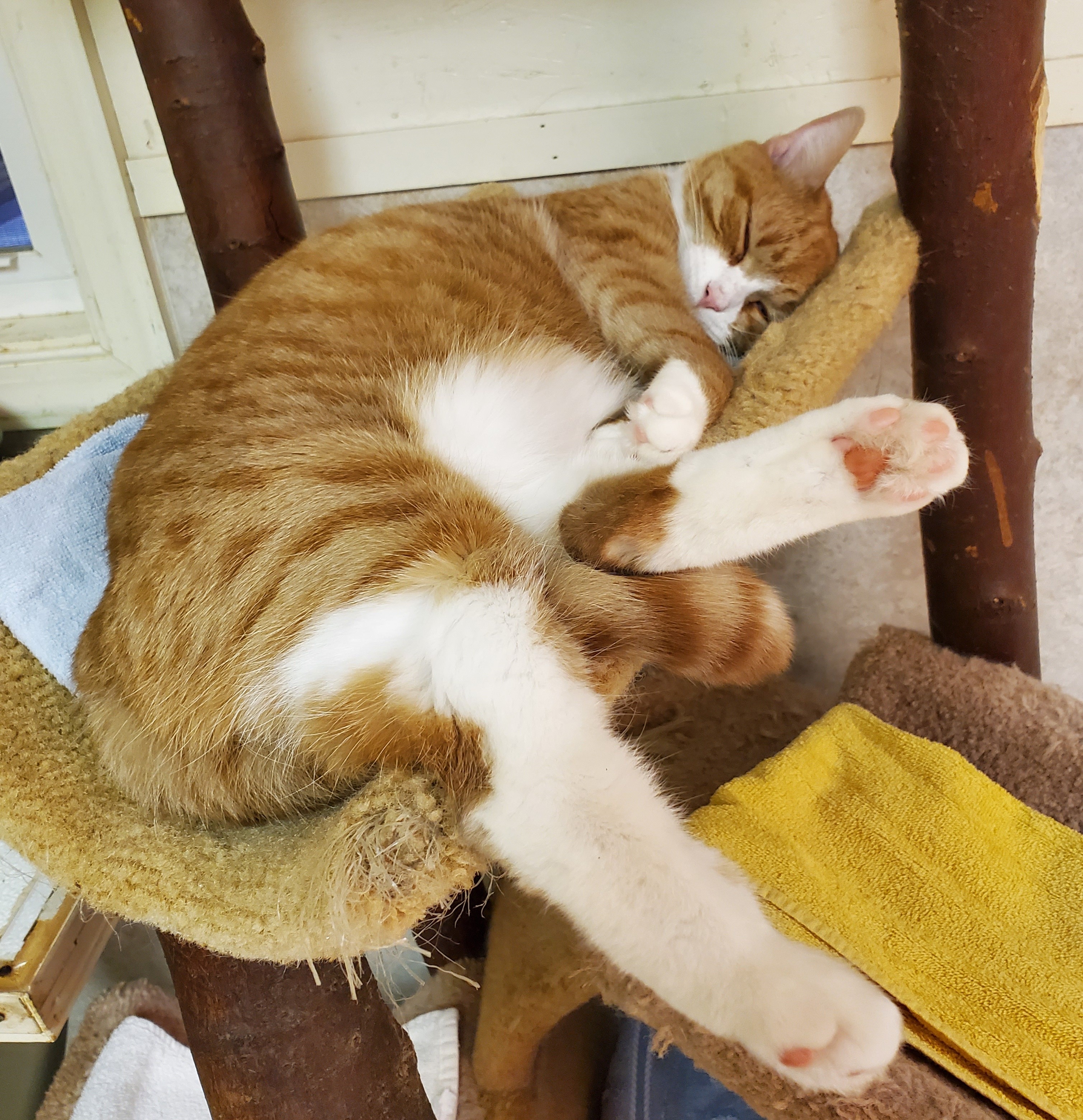 Gia, a Adoptable Tabby in Palmyra, VA image 3/6