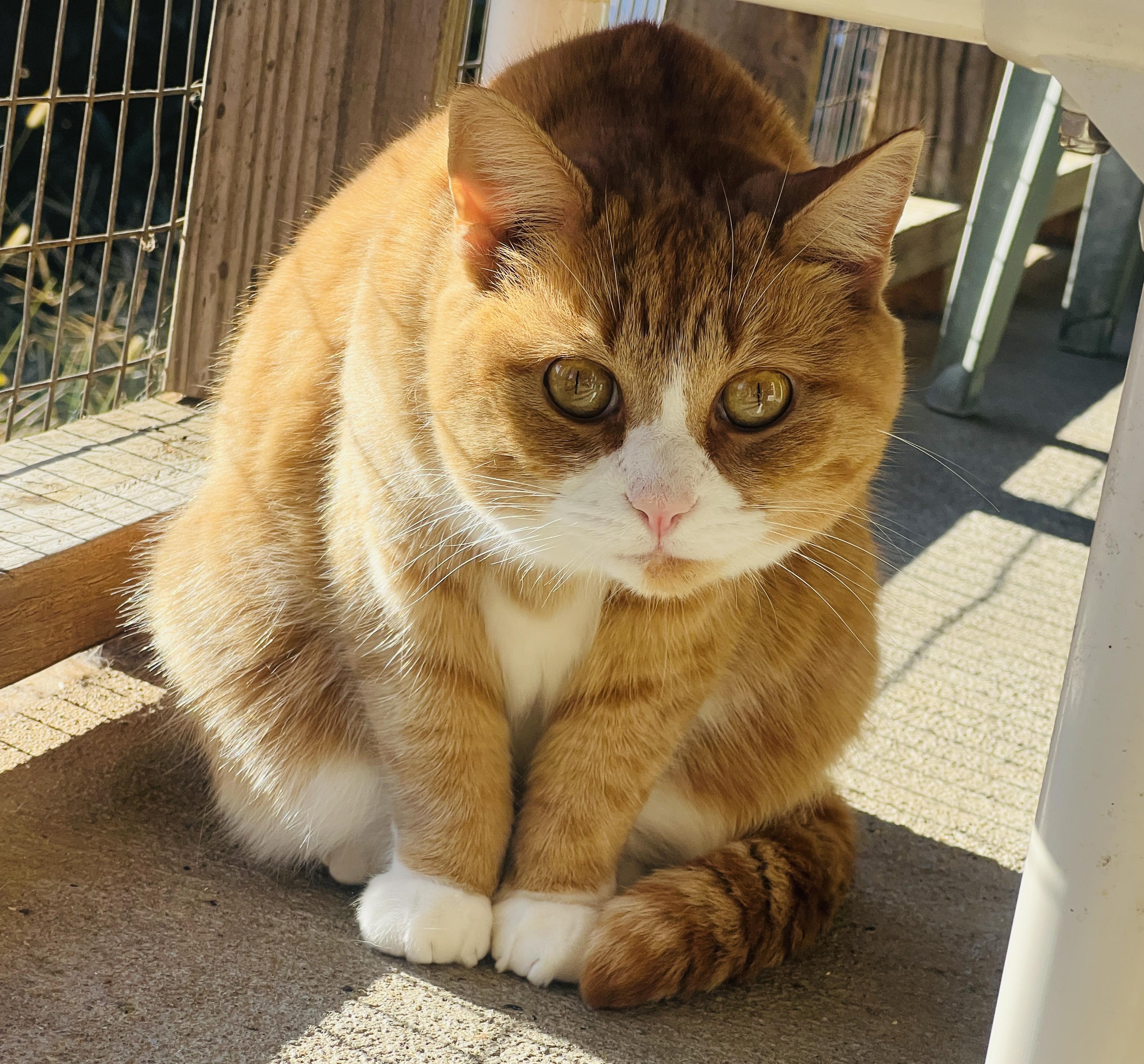 Gia, a Adoptable Tabby in Palmyra, VA image 1/6