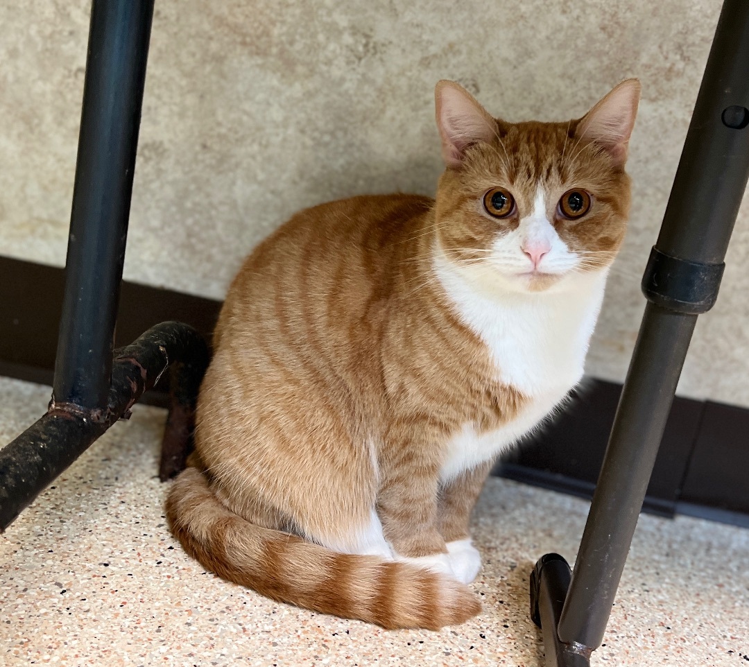 Gia, a Adoptable Tabby in Palmyra, VA image 4/6