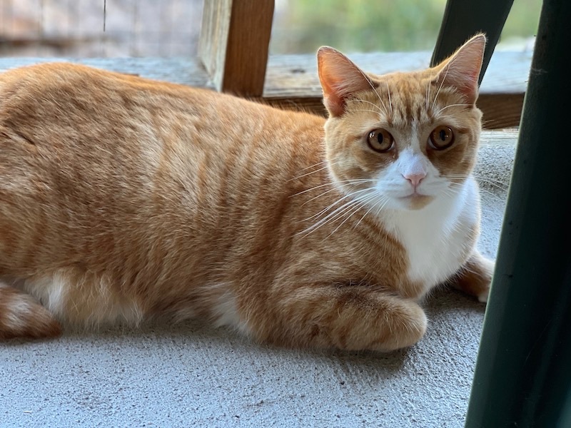 Gia, a Adoptable Tabby in Palmyra, VA image 5/6