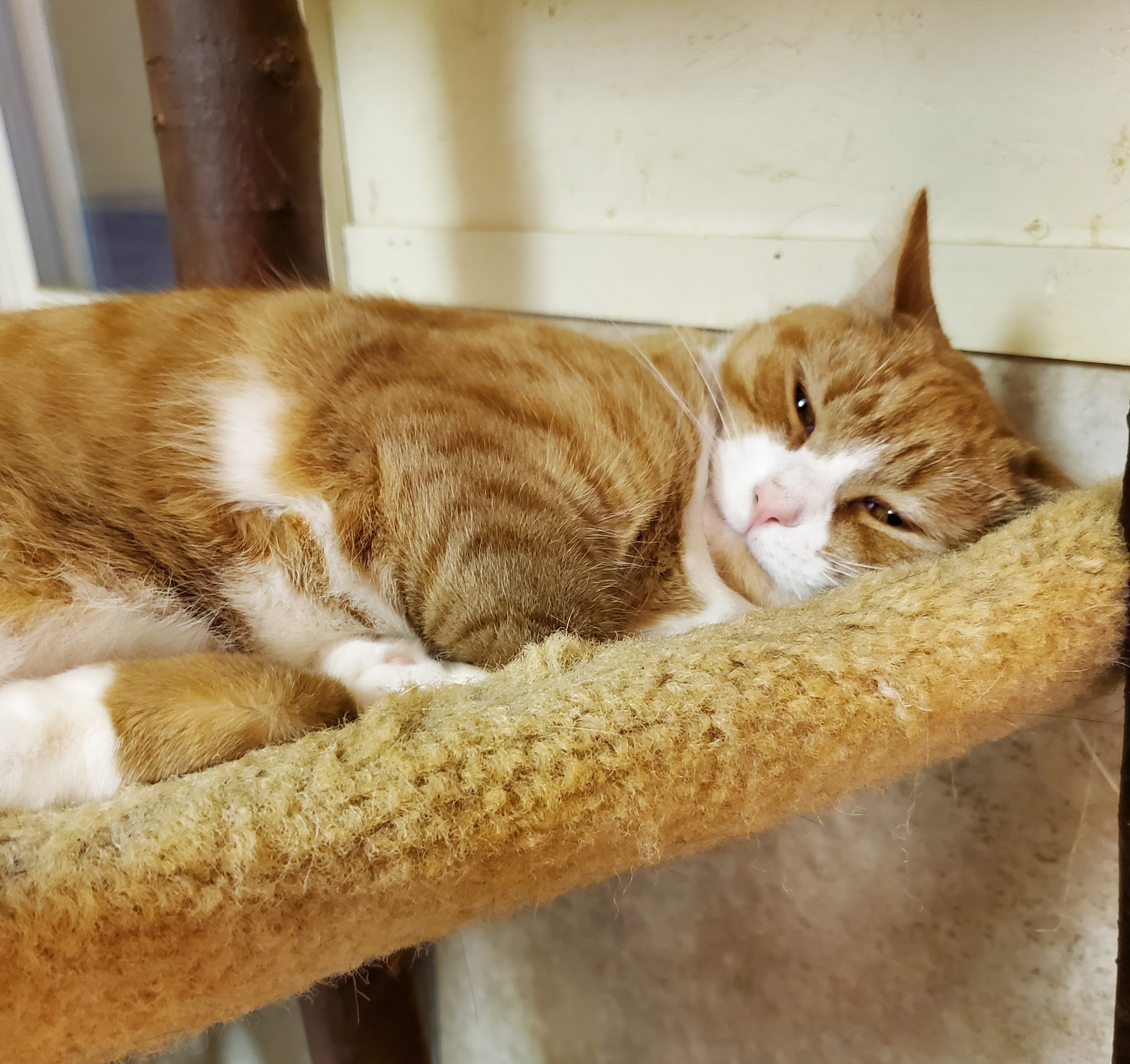 Gia, a Adoptable Tabby in Palmyra, VA image 6/6