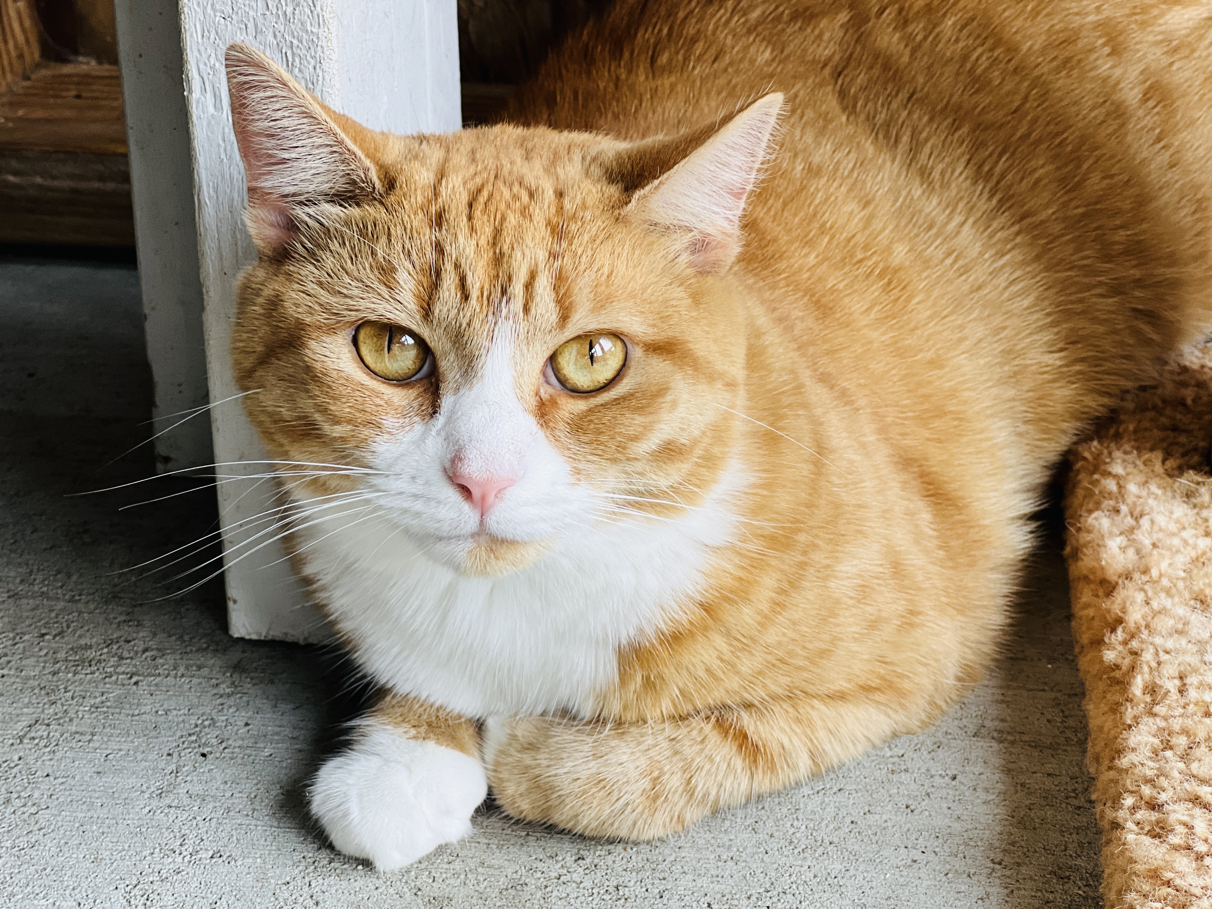 Gia, a Adoptable Tabby in Palmyra, VA image 2/6
