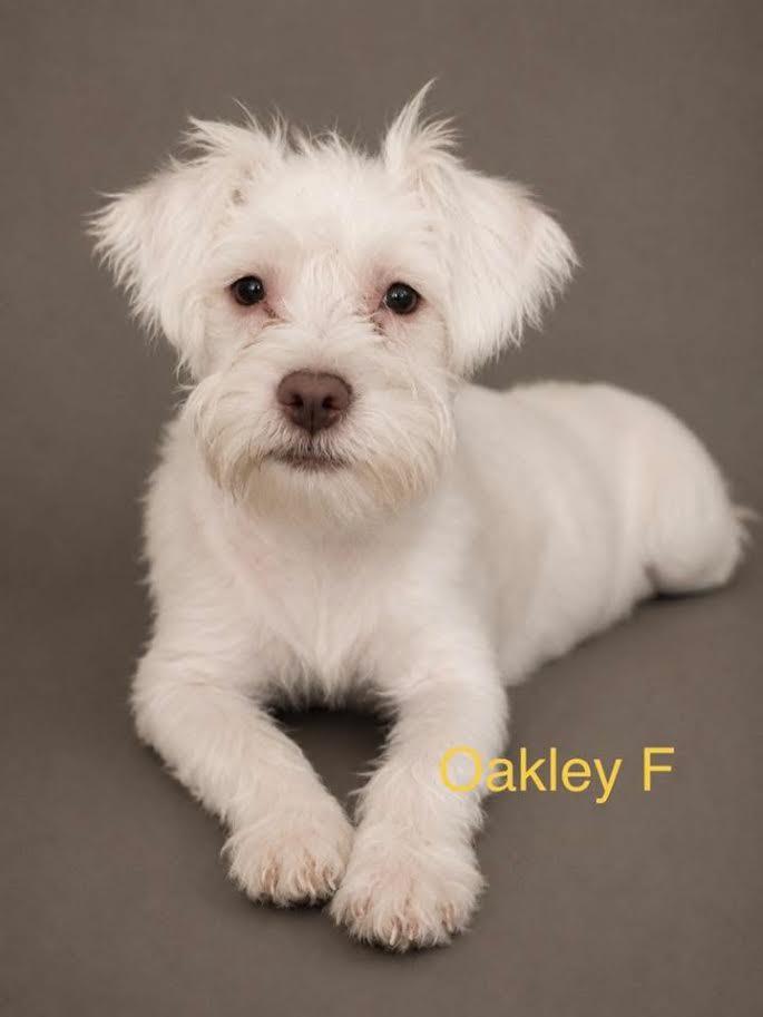 Oakley - photo 1