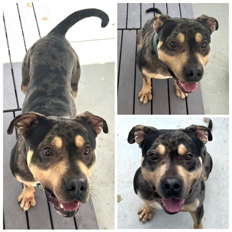 Mayhem, Adoptable, Adult Male Pit Bull Terrier.