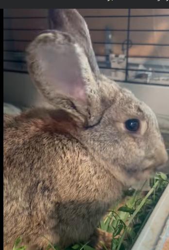 Enlarge Gumdrop, a Adoptable mixed breed in Paradis, LA image 2/2