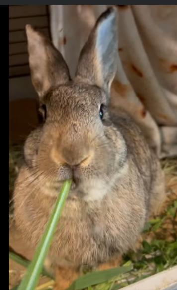 Gumdrop, Adoptable, Senior Female Bunny Rabbit.