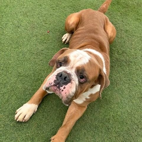 Sluggo, ADOPTABLE, Adult Male Bulldog.