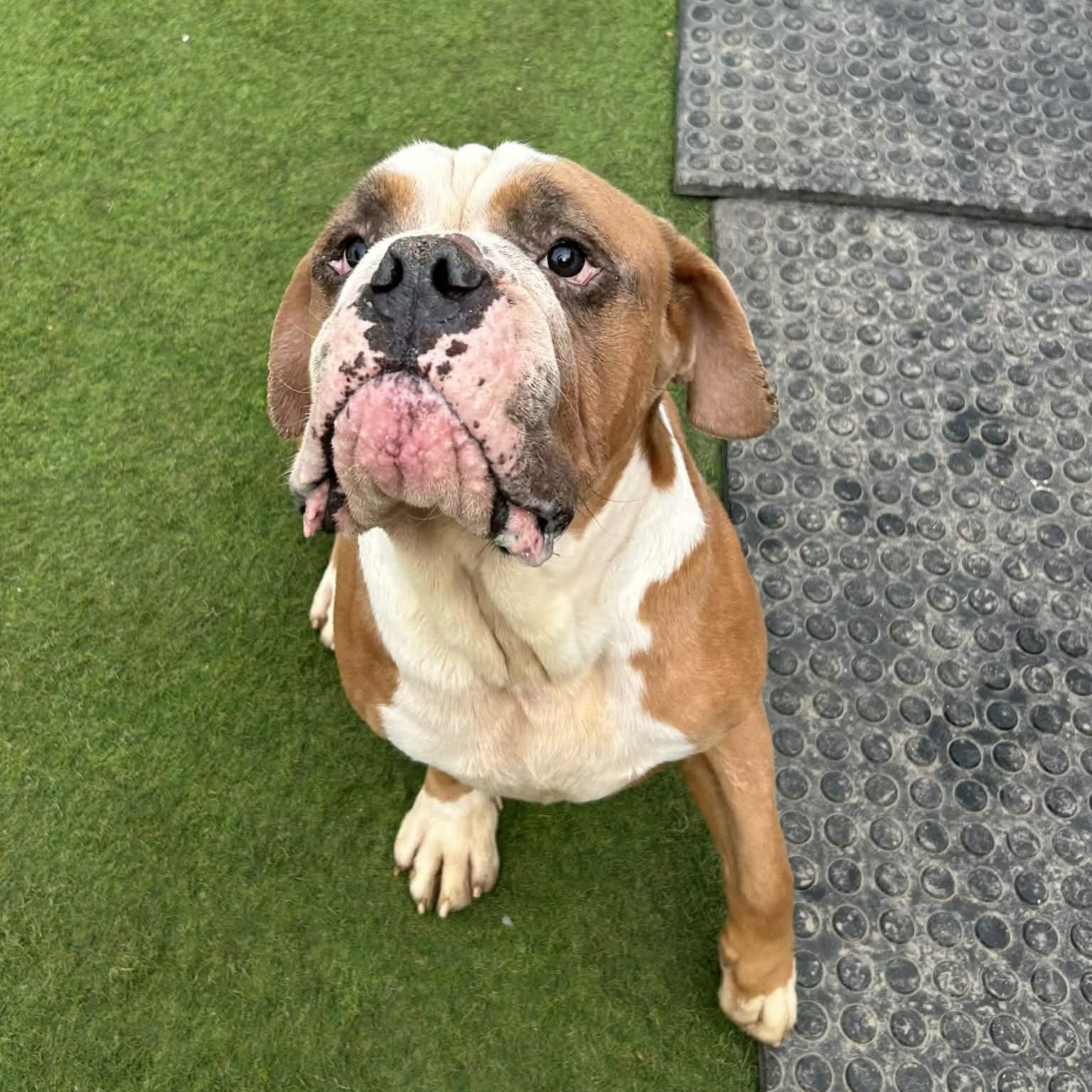 Enlarge Sluggo, a ADOPTABLE mixed breed in Williston, VT image 2/6