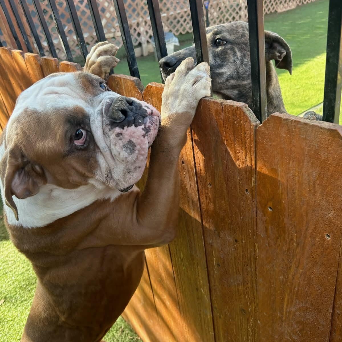 Enlarge Sluggo, a ADOPTABLE mixed breed in Williston, VT image 3/6