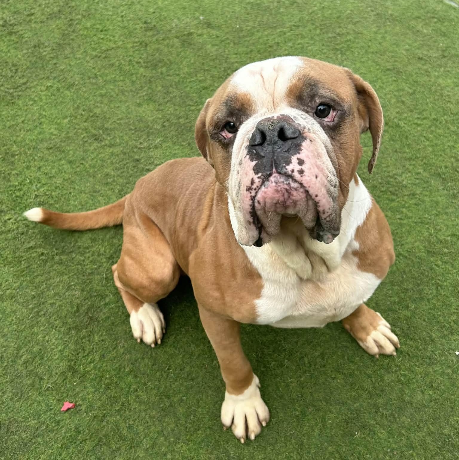 Enlarge Sluggo, a ADOPTABLE mixed breed in Williston, VT image 4/6