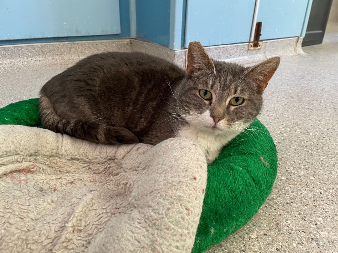 Kiwi, a Adoptable mixed breed in Mountain Center, CA image 1/4