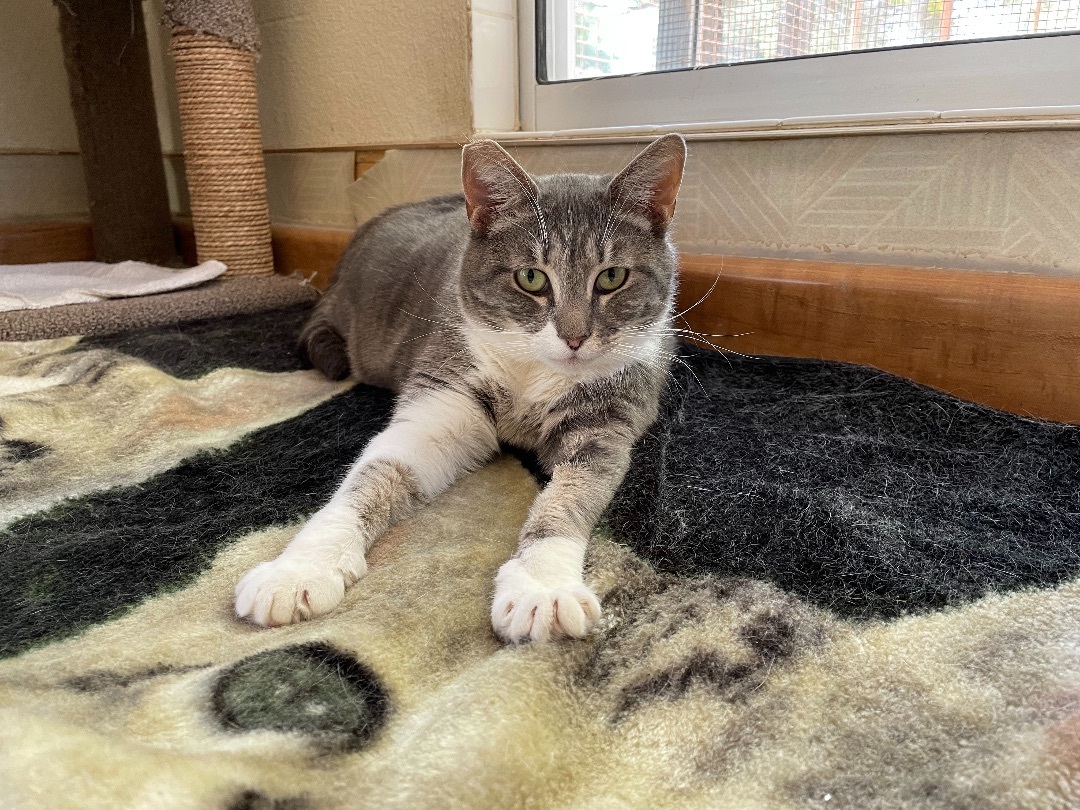 Kiwi, a Adoptable mixed breed in Mountain Center, CA image 2/4