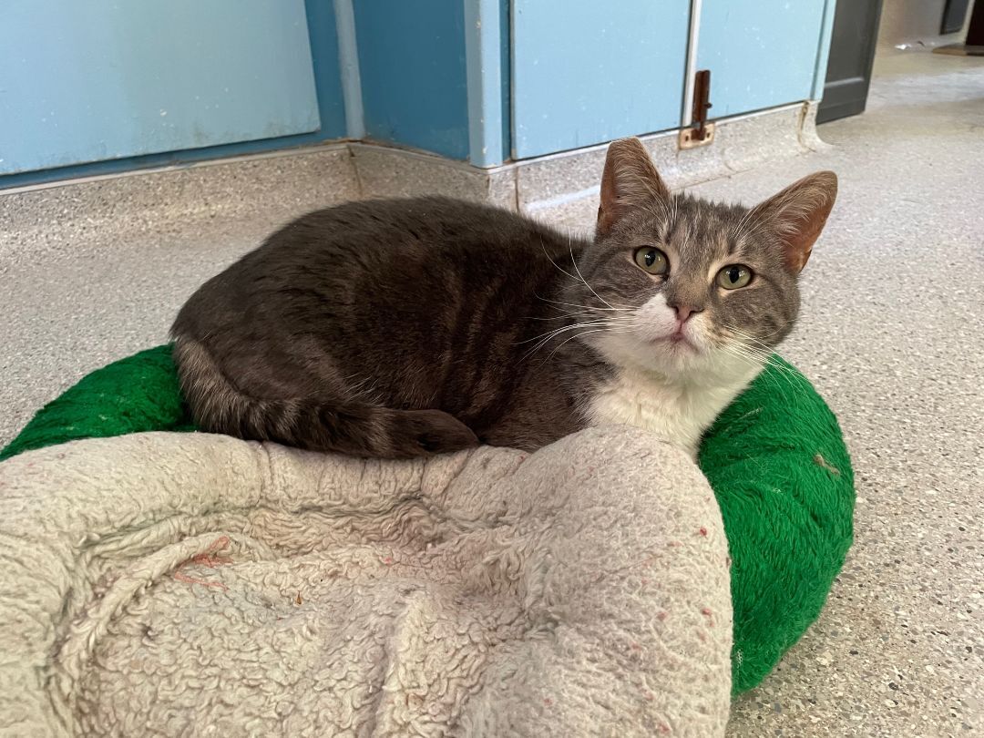 Kiwi, a Adoptable mixed breed in Mountain Center, CA image 3/4