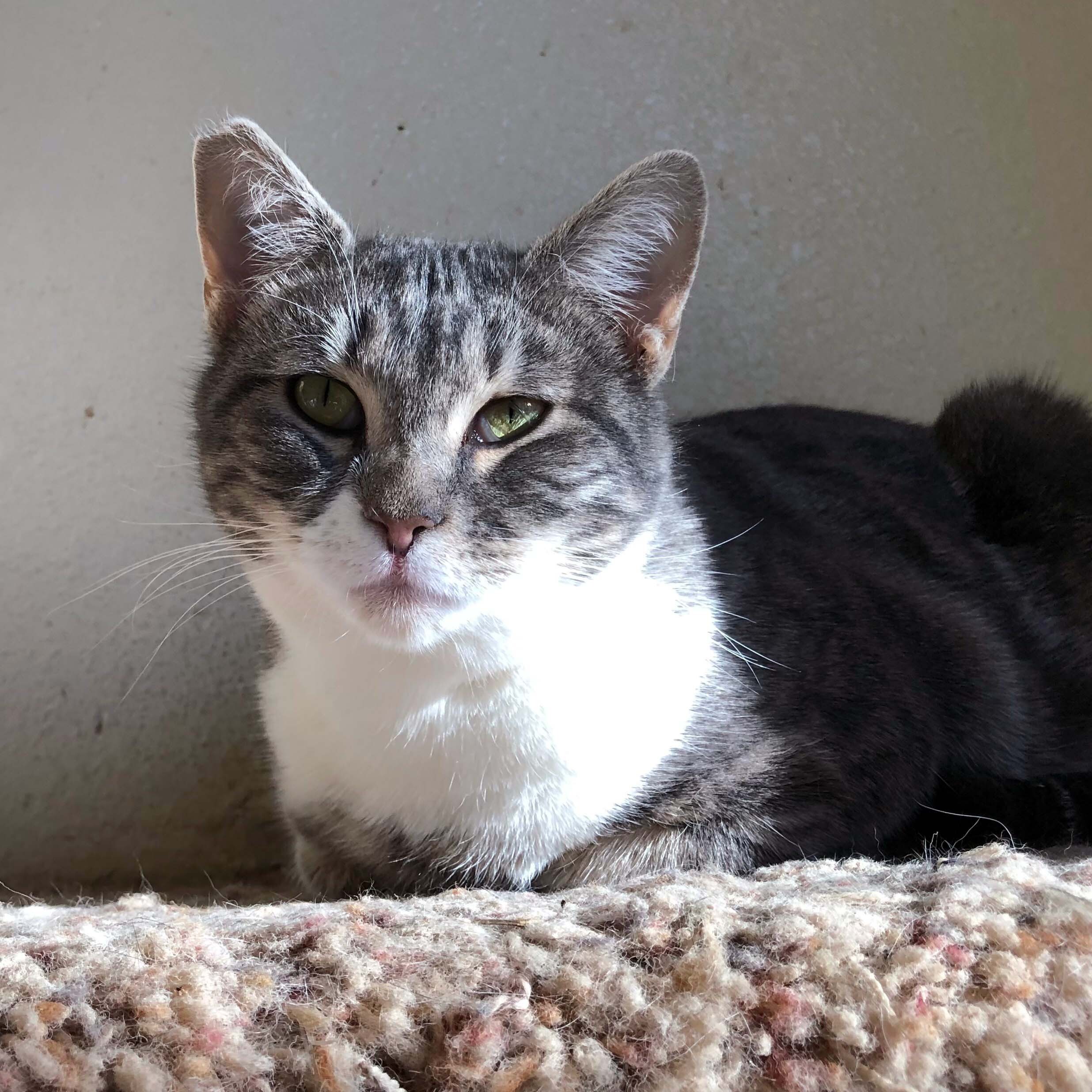 Kiwi, a Adoptable mixed breed in Mountain Center, CA image 4/4