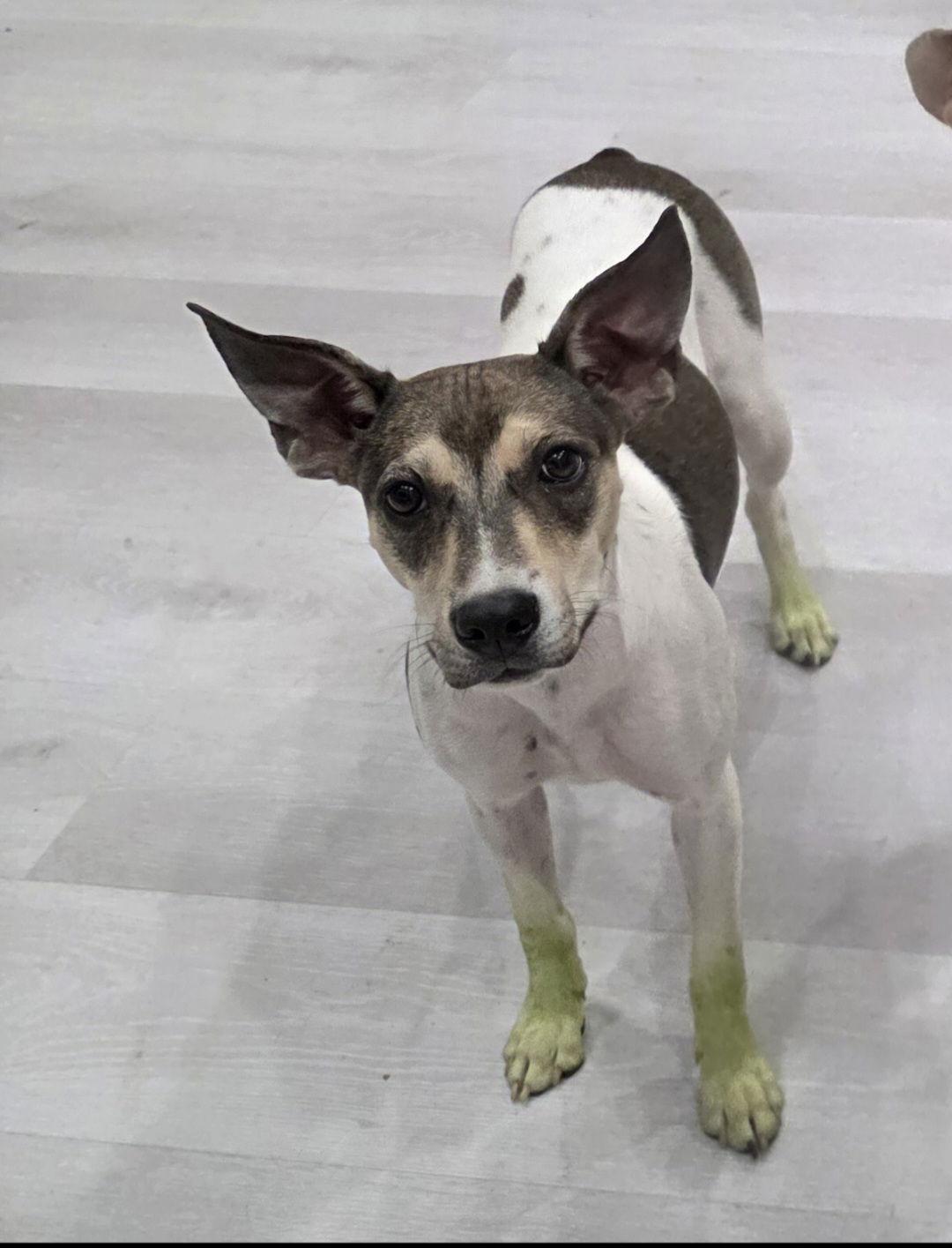 Chloe the Cow, Adoptable, Puppy Female Australian Cattle Dog / Blue Heeler & Pit Bull Terrier.