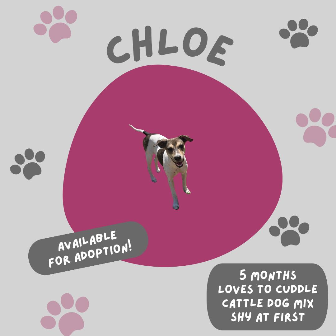 Chloe the Cow, a Adoptable mixed breed in Midway, UT image 2/3