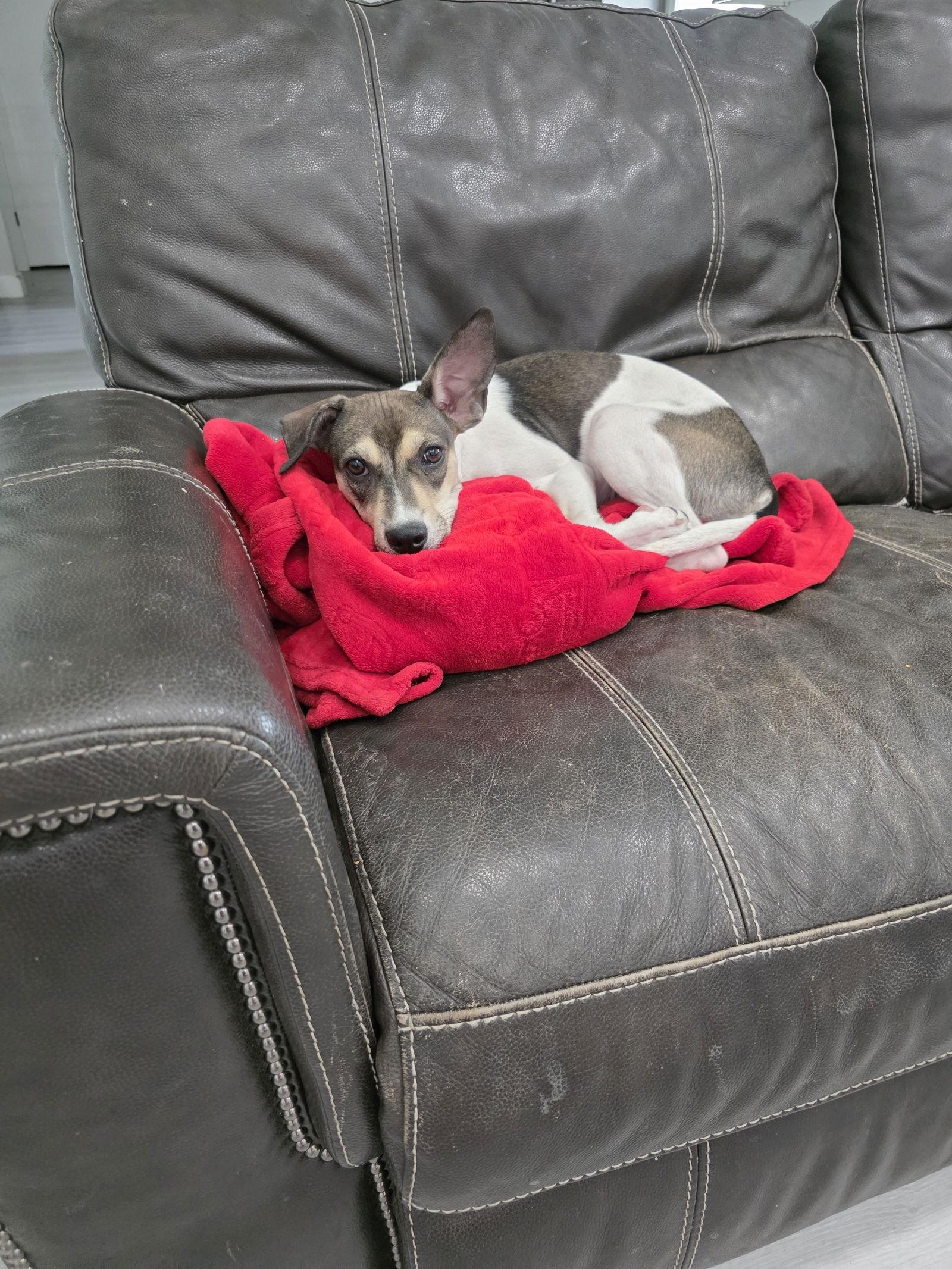 Chloe the Cow, a Adoptable mixed breed in Midway, UT image 3/3