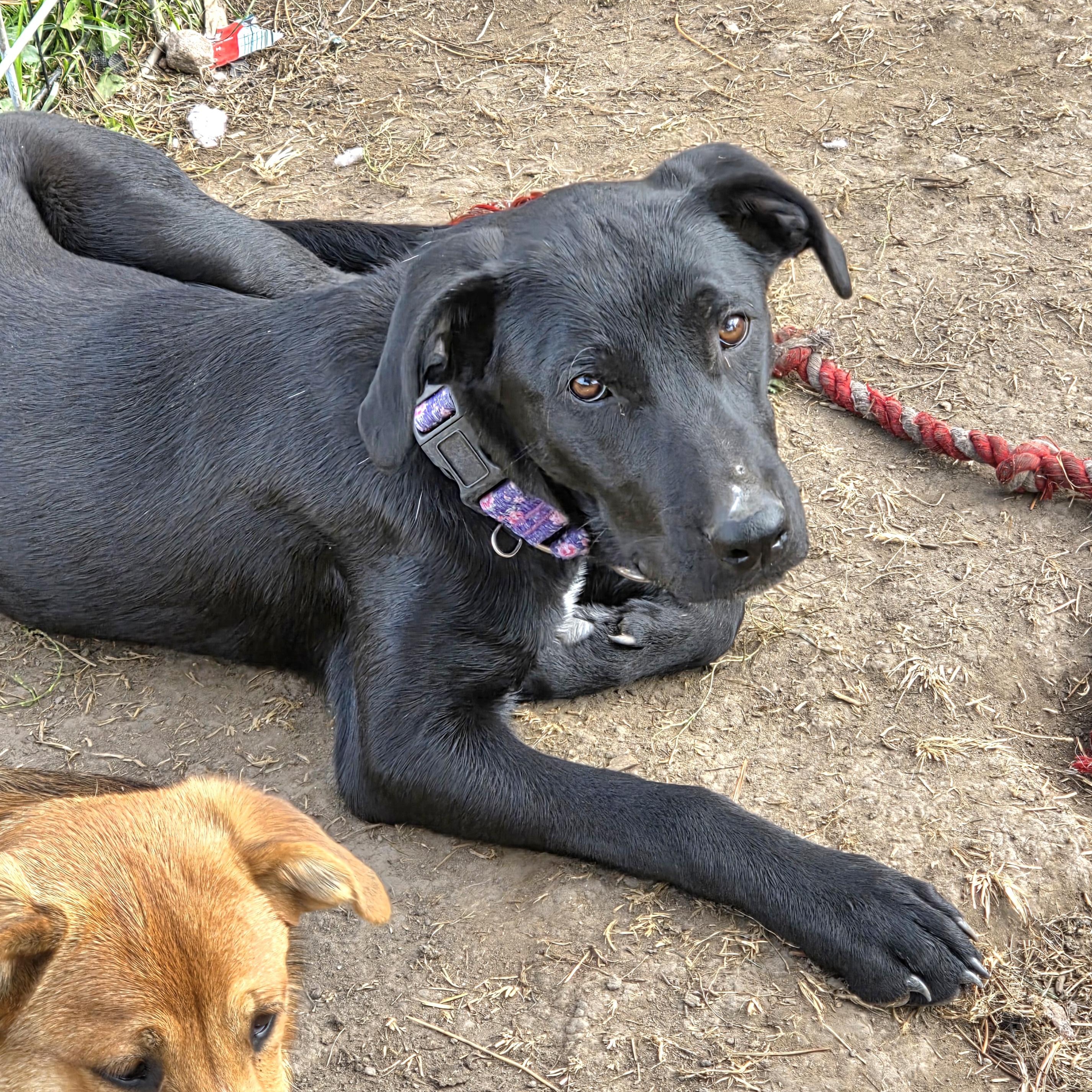 ABBY, a Adoptable mixed breed in Evansville, WI image 5/5
