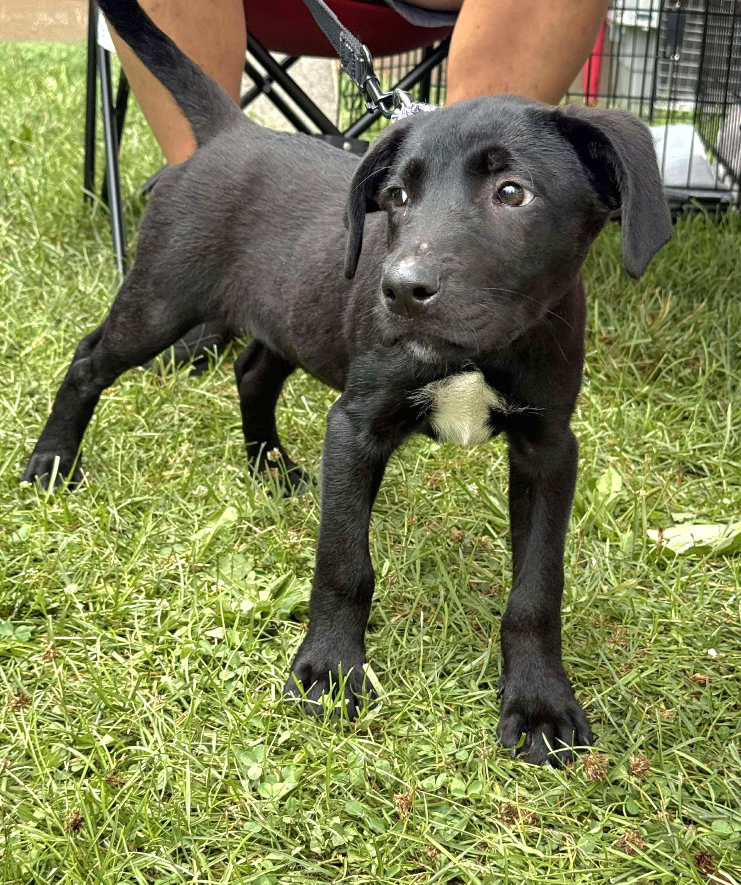 ABBY, Adoptable, Puppy Female Black Labrador Retriever.