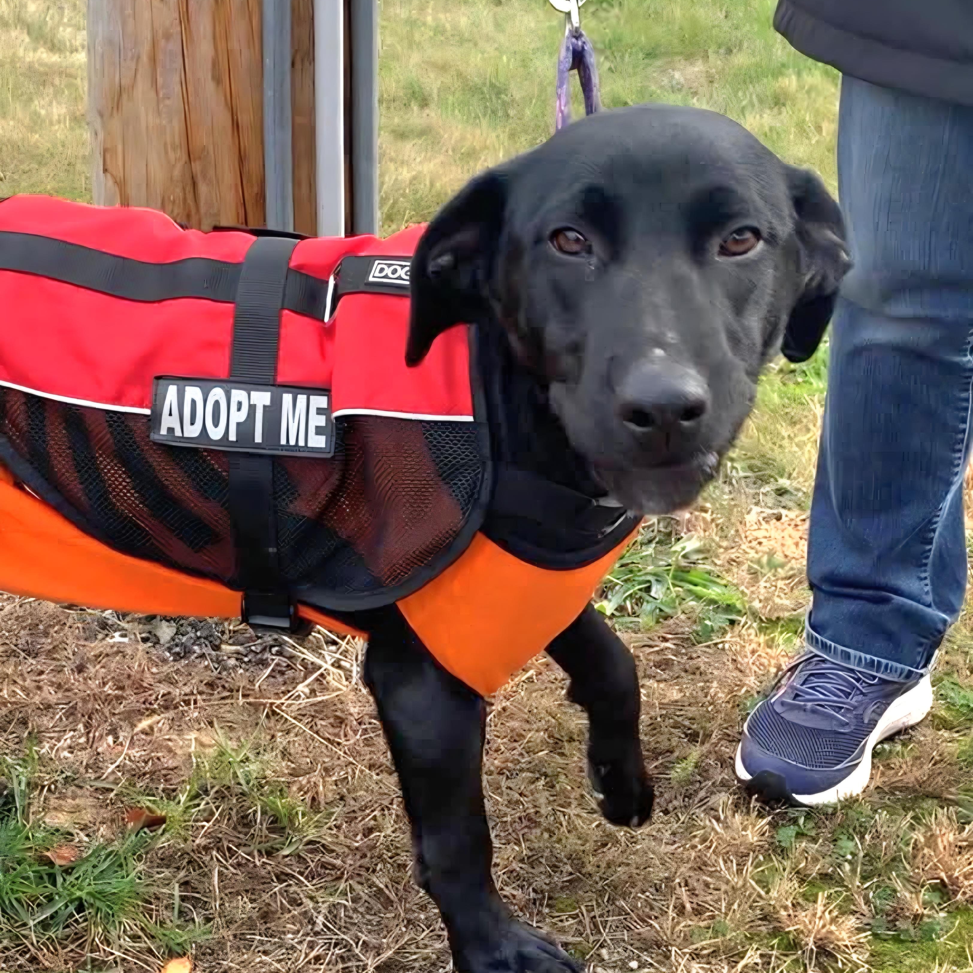 ABBY, a Adoptable mixed breed in Evansville, WI image 2/5