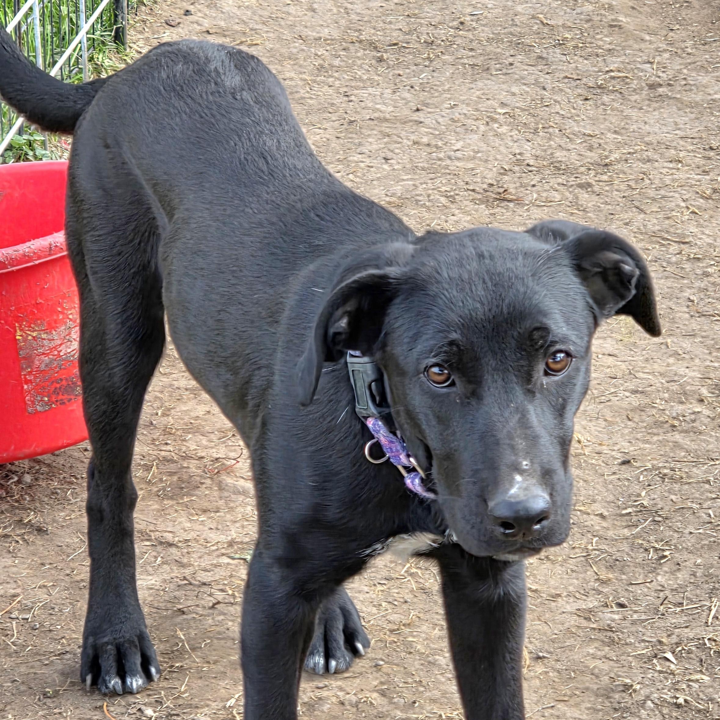ABBY, a Adoptable mixed breed in Evansville, WI image 4/5