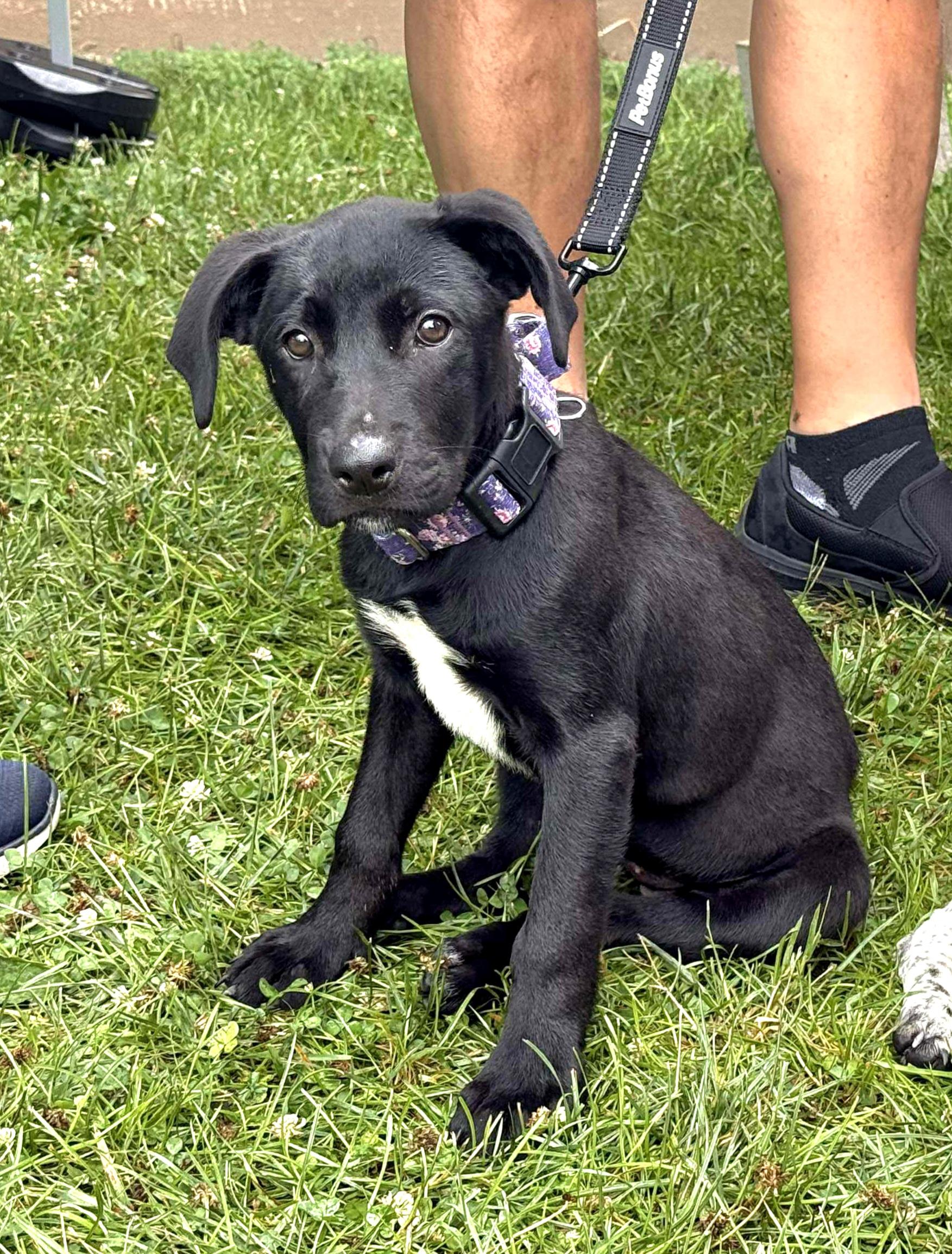 ABBY, a Adoptable mixed breed in Evansville, WI image 3/5