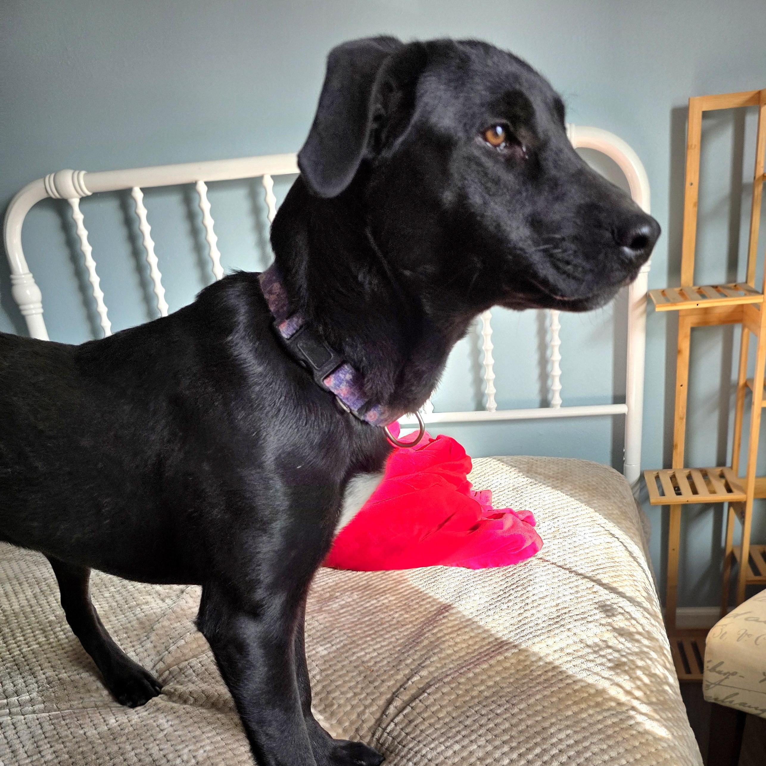 ABBY, Adoptable, Puppy Female Black Labrador Retriever.