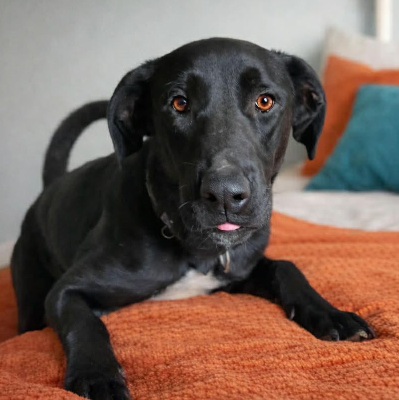 ABBY, a Adoptable mixed breed in Evansville, WI image 2/5