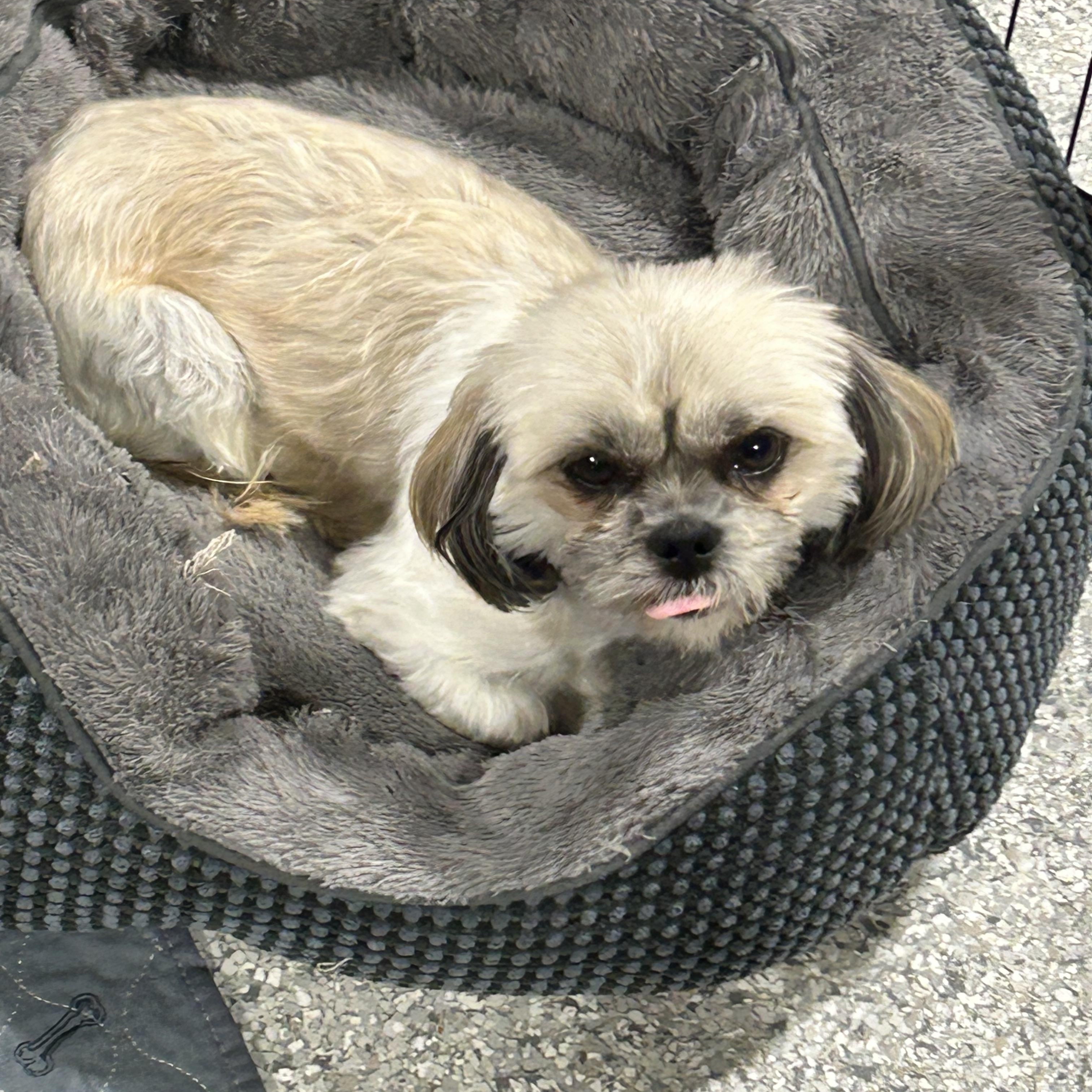 Enlarge Angel , a Adoptable Shih Tzu in Maumee , OH image 2/4