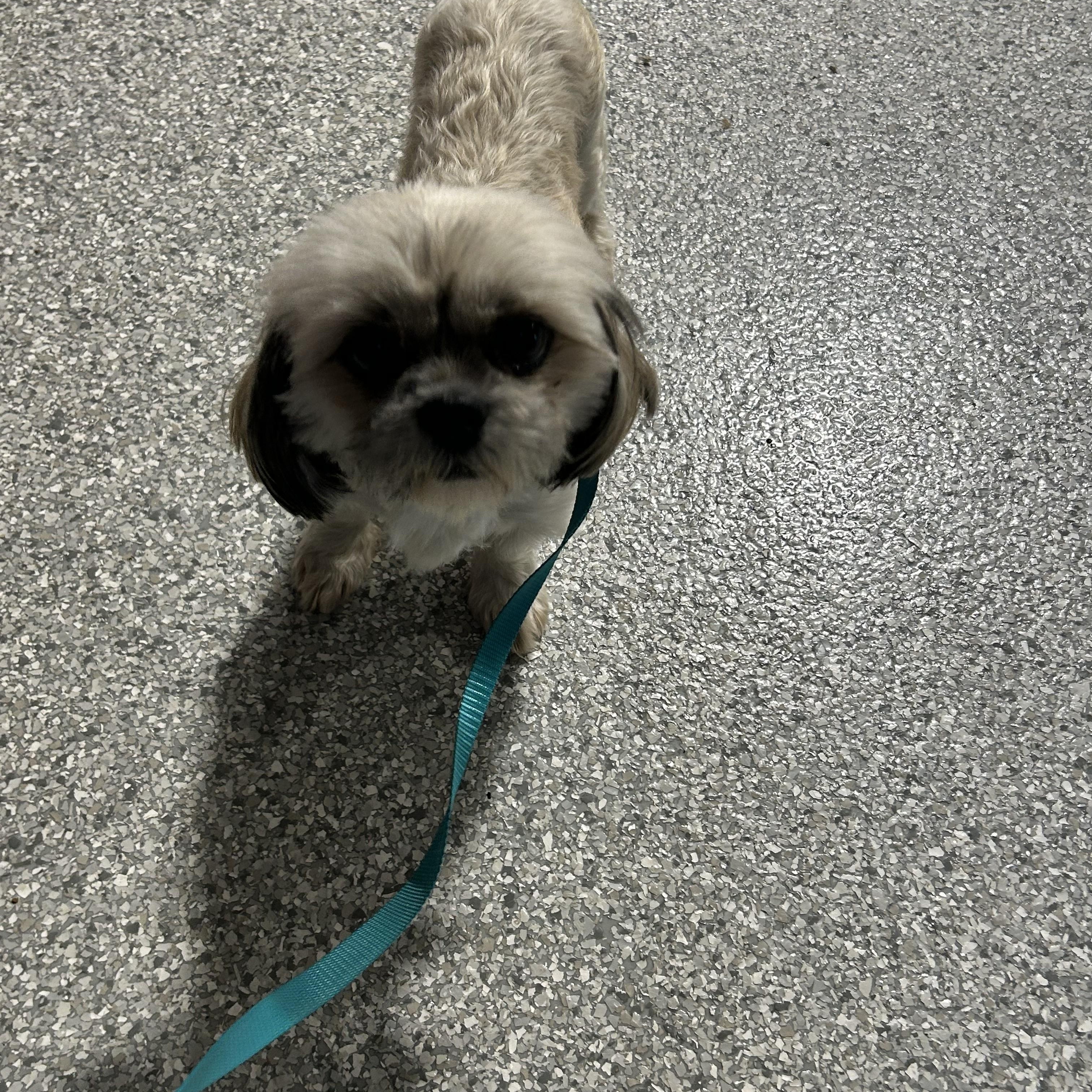 Enlarge Angel , a Adoptable Shih Tzu in Maumee , OH image 4/4