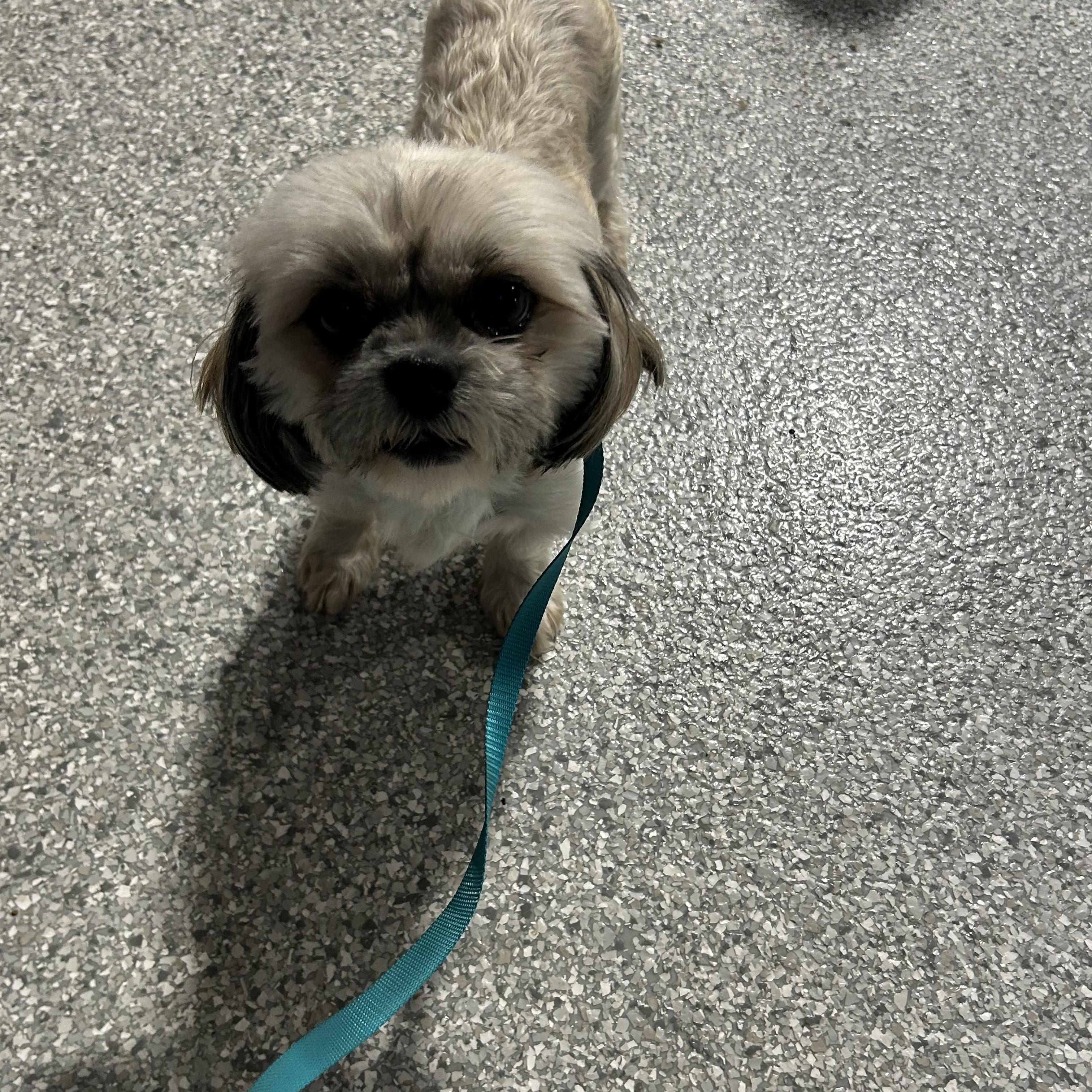 Enlarge Angel , a Adoptable Shih Tzu in Maumee , OH image 3/4