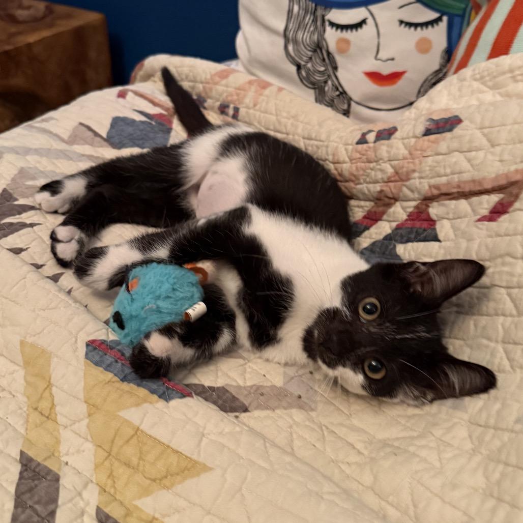 Princess, Adoptable, Kitten Female Domestic Short Hair.