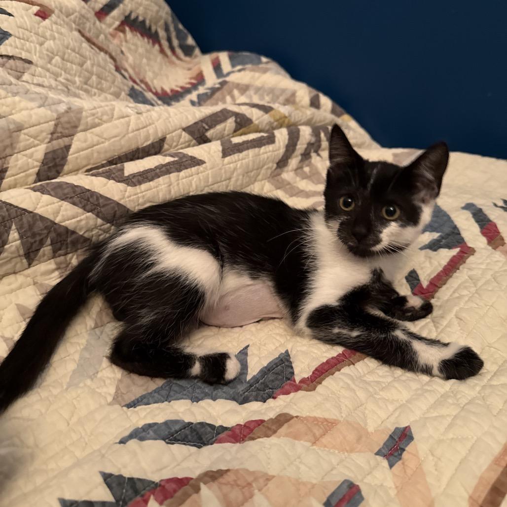 Enlarge Princess, a Adoptable Domestic Short Hair in Chicago, IL image 2/3