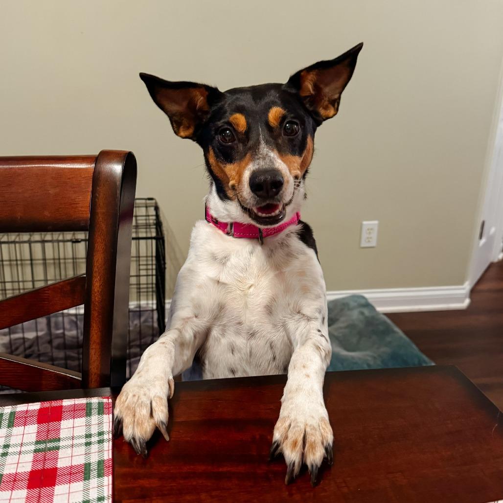 Dottie, Adoptable, Adult Female Terrier.