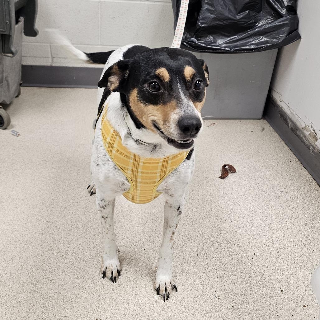 Dottie, Adoptable, Adult Female Terrier.