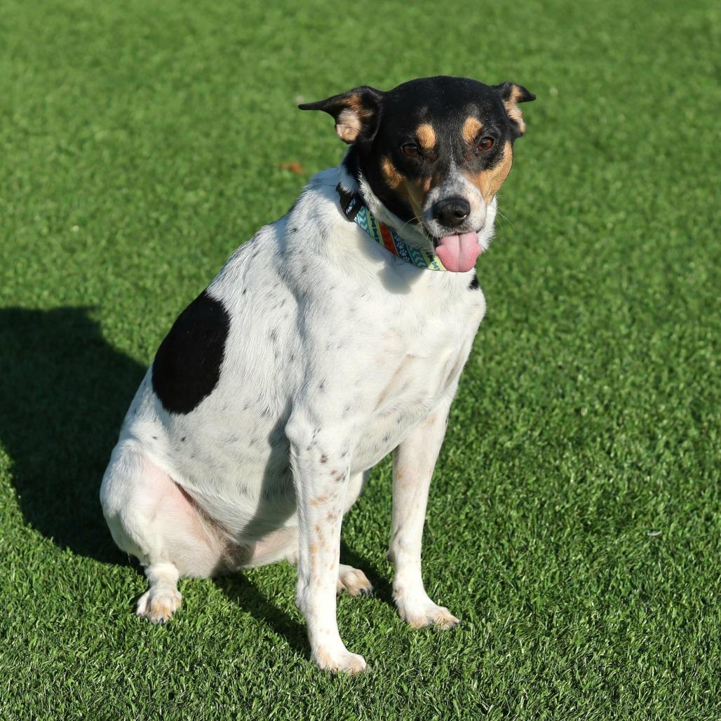 Dottie, a Adoptable Terrier in Evansville, IN image 2/4